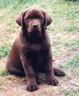 du chant des vents - LABRADORS CHOCOLAT ne portant pas le jaune bbEE