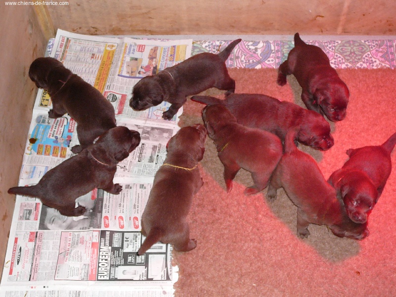 Chiot Labrador Retriever du chant des vents